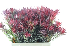Leucadendron Salignum Blush 60cm