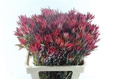 Leucadendron Salignum Blush 60cm Spray