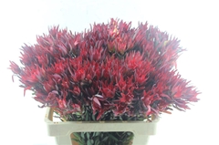 Leucadendron Salignum Blush 60cm Spray