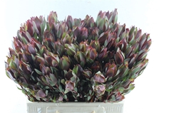 Leucadendron Senorita 60cm Spray