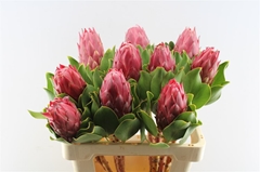 Protea Cynaroides Red Rex 60cm