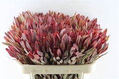 Leucadendron Jester 70cm