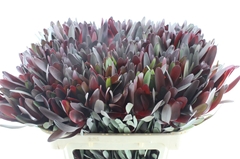 Leucadendron Safari Sunset 70cm