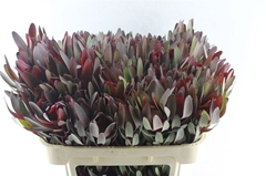 Leucadendron Safari Sunset 70cm