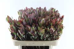 Leucadendron Senorita 70cm Spray