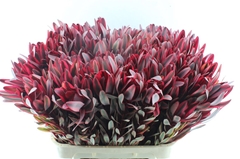 Leucadendron Jester 80cm