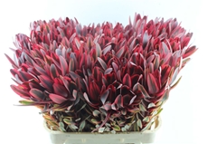 Leucadendron Jester 80cm