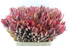 Leucadendron Jester 80cm