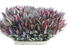 Leucadendron Safari Sunset 80cm