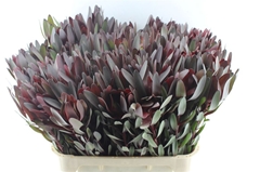 Leucadendron Safari Sunset 80cm