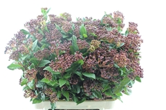 Viburnum Tinus Red Spirit 80cm