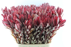 Leucadendron Jester 90cm