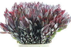 Leucadendron Safari Sunset 90cm
