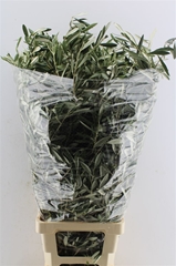 Olea Europaea Per Bunch 100cm 400gr.