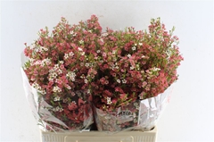 Chamelaucium My Sweet Sixteen 60cm 50gr.