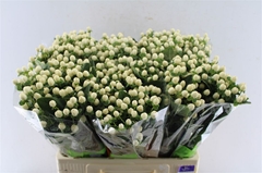 Hypericum Sisu Twinkle 60cm