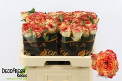 Rosa Aruba Summerhouse 60cm