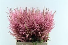Astilbe Romanze 70cm