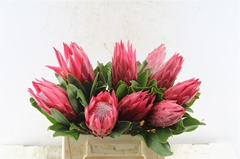 Protea Cynaroides Madiba 40cm