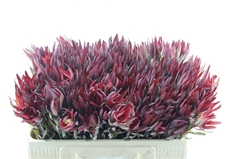 Leucadendron Salignum Blush 50cm