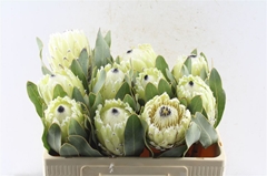 Protea Magnifica Polar Princess 50cm