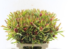 Leucadendron Ayoba Cherry Pearl 60cm Spray