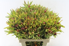 Leucadendron Ayoba Cherry Pearl 60cm Spray