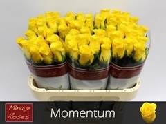 Rosa Momentum+ 70cm