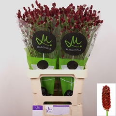 Sanguisorba Officinalis Red Dream 70cm