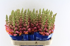 Antirrhinum Avignon Deep Orange 75cm