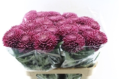 Chrysanth Single Bigoudi Purple 75cm 110gr.