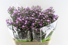 Aster Double Date Pink 80cm 25gr.