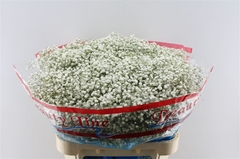 Gypsophila Paniculata Beauty Bride 80cm 35gr.