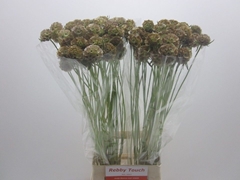 Scabiosa Stellata 80cm