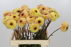 Dahlia Yellow Jill 60cm