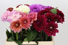Dahlia Mix 55cm