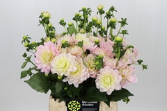 Dahlia Diana's Memory 40cm