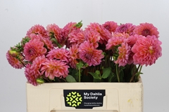 Dahlia Pink Runner 50cm