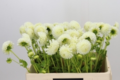 Dahlia Reycroft Jan 55cm