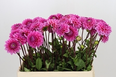 Dahlia Sandra 55cm