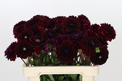 Dahlia Dark Isa 55cm