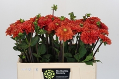 Dahlia Orange Fox 50cm