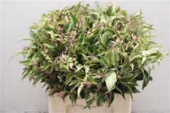 Leucothoe Fontanesiana Rainbow 60cm