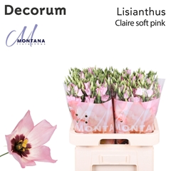 Eustoma Single Soft Pink 70cm