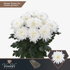 Chrysanth Single Undercover 70cm 75gr.