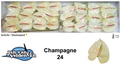Anthurium Champagne 11cm Hd