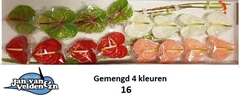Anthurium Mix 4 Colours 11cm Hd