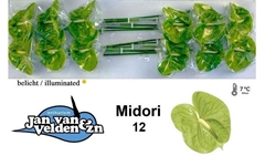 Anthurium Midori 13cm Hd