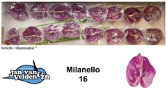 Anthurium Milanello 11cm Hd