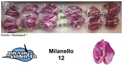 Anthurium Milanello 13cm Hd